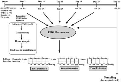 Electroacupuncture Attenuates Visceral Hypersensitivity by Inhibiting JAK2/STAT3 Signaling Pathway in the Descending Pain Modulation System